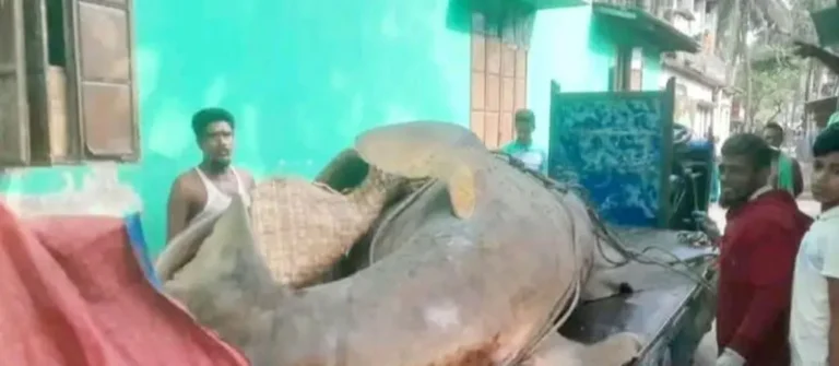 বঙ্গোপসাগরে ধরা বিশাল করাতি মাছ, ঝালকাঠিতে দেড় লাখ ছাড়িয়ে দর