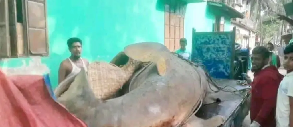 বঙ্গোপসাগরে ধরা বিশাল করাতি মাছ, ঝালকাঠিতে দেড় লাখ ছাড়িয়ে দর