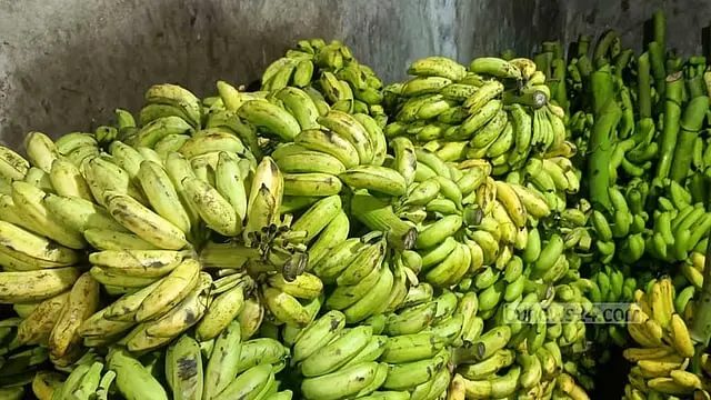 ১০ ঘণ্টায় কাঁচা কলা পাকানোর নেপথ্যে রাসায়নিক, বাড়ছে স্বাস্থ্যঝুঁকি
