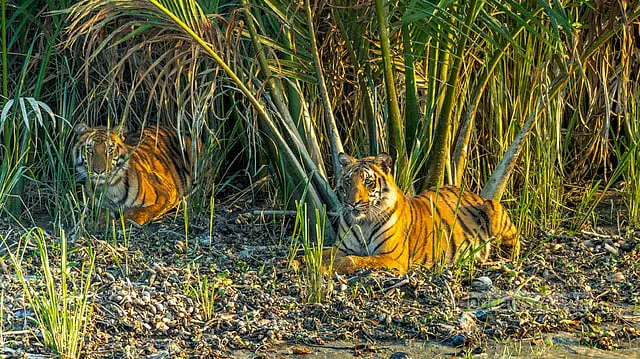 সুন্দরবনে বাঘিনী ফিরেছে, নিরাপত্তা কি ফিরেছে বনে?