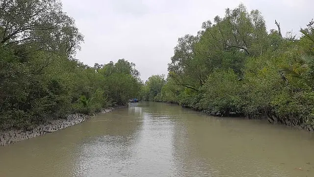 সুন্দরবনে বাড়ছে দূষণ ও দখলের চাপ, বিপন্ন প্রাণ-প্রকৃতি