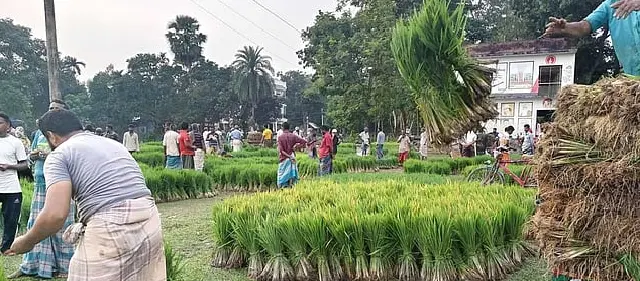 ১৩২ হেক্টর বীজতলা পানিতে, চারা সংকটে গাইবান্ধার কৃষক
