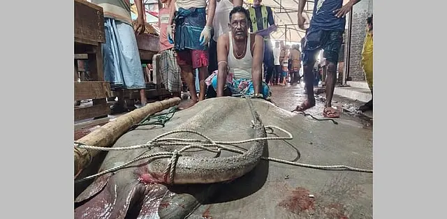 মেঘনার জালে ৭ মণের শাপলা পাতা মাছ, বিক্রি হলো ৮২ হাজার টাকায়
