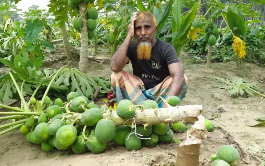 ঝিকরগাছায় পেঁপে গাছ কাটার ঘটনায় ভুক্তভোগী কৃষকের থানায় অভিযোগ