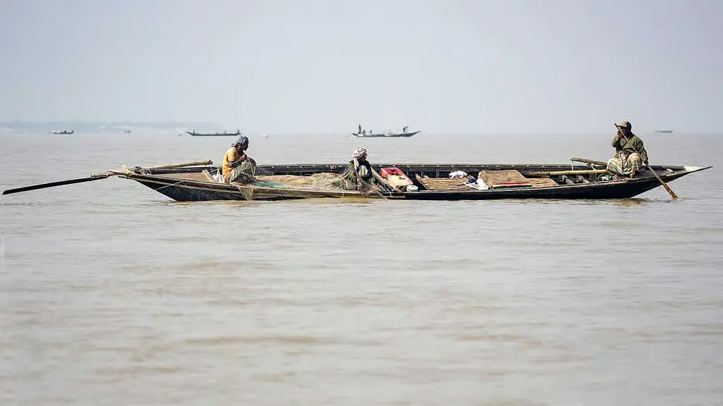 নিষেধাজ্ঞা উপেক্ষা করে পদ্মা-যমুনায় মা ইলিশ শিকার, চলছে বেচাকেনাও